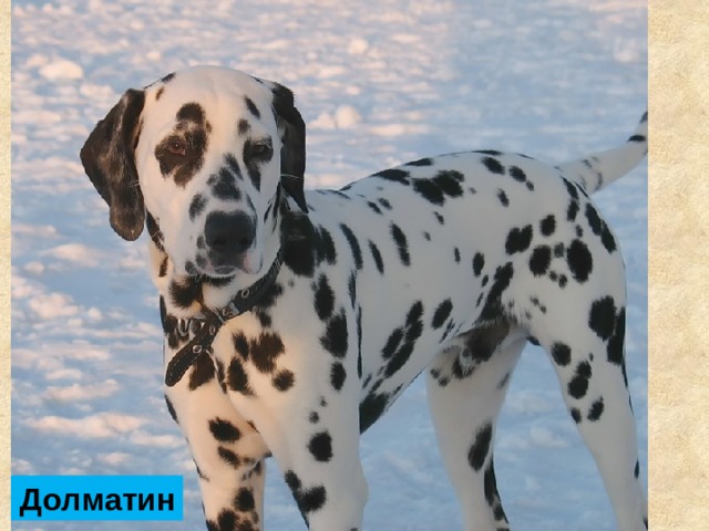 Долматин