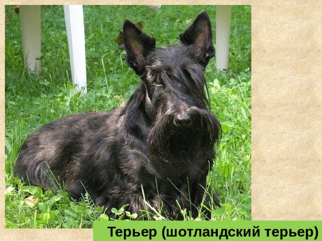 Терьер (шотландский терьер)