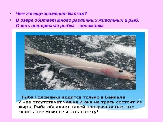 Чем же еще знаменит Байкал? В озере обитает много различных животных и рыб. Очень интересная рыбка – голомянка  