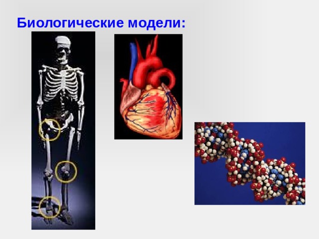 Биологические модели: 