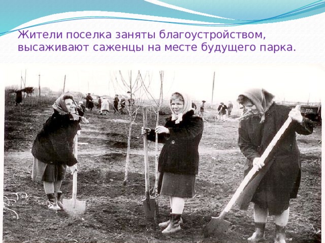 Жители поселка заняты благоустройством, высаживают саженцы на месте будущего парка. 
