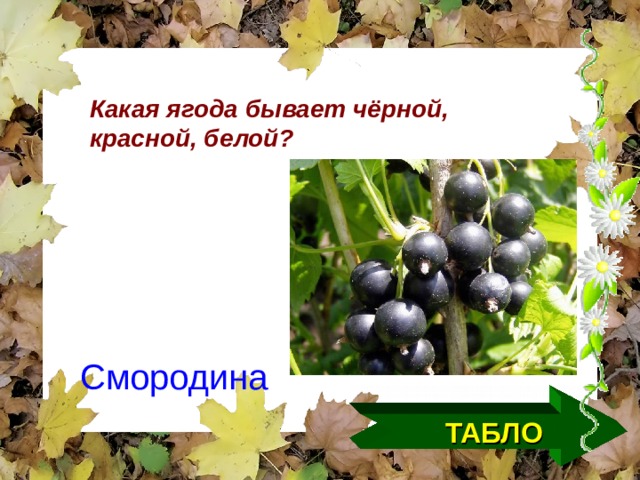 Какая ягода бывает чёрной, красной, белой? Смородина ТАБЛО  