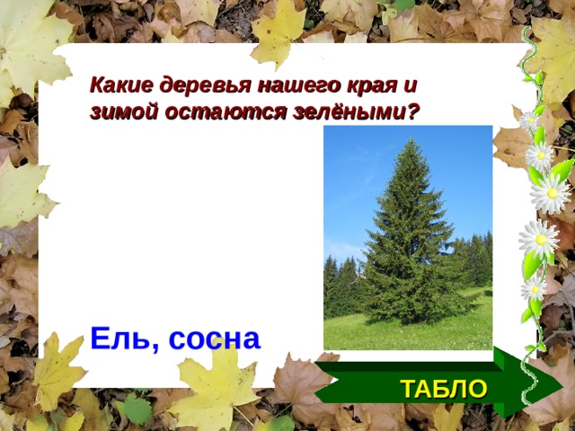 Какие деревья нашего края и зимой остаются зелёными? Ель, сосна  ТАБЛО  
