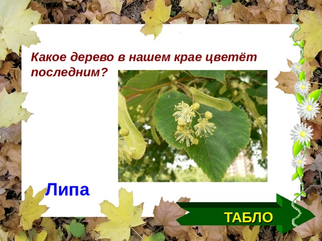 Какое дерево в нашем крае цветёт последним? Липа ТАБЛО  