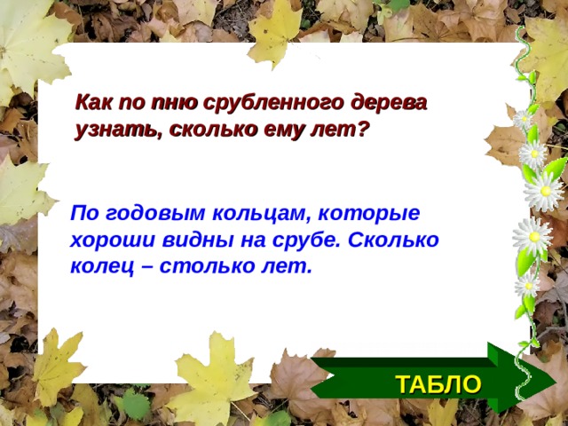 Как по пню срубленного дерева узнать, сколько ему лет? По годовым кольцам, которые хороши видны на срубе. Сколько колец – столько лет. ТАБЛО  