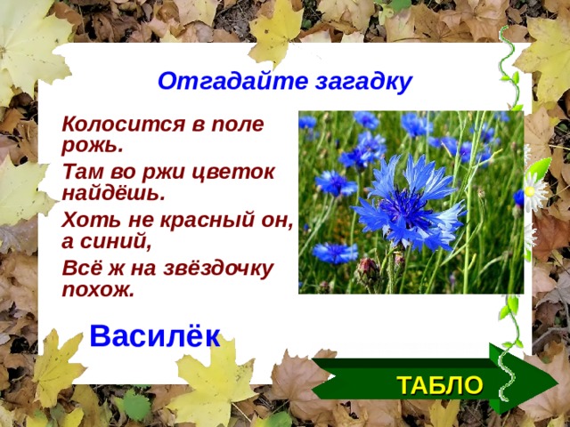 Отгадайте загадку Колосится в поле рожь. Там во ржи цветок найдёшь. Хоть не красный он, а синий, Всё ж на звёздочку похож. Василёк ТАБЛО  