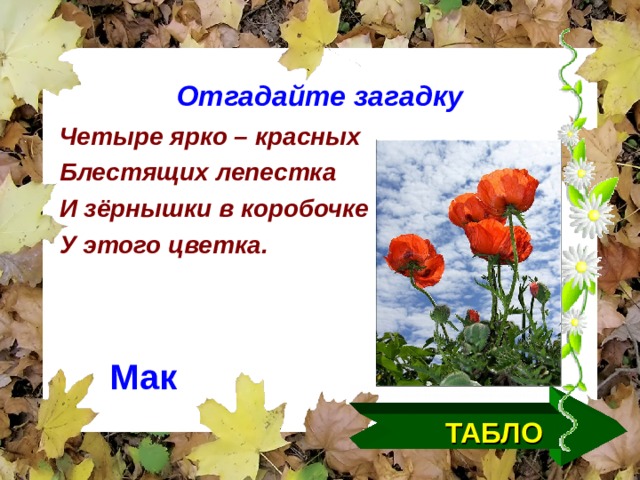 Отгадайте загадку Четыре ярко – красных Блестящих лепестка И зёрнышки в коробочке У этого цветка.  Мак ТАБЛО  
