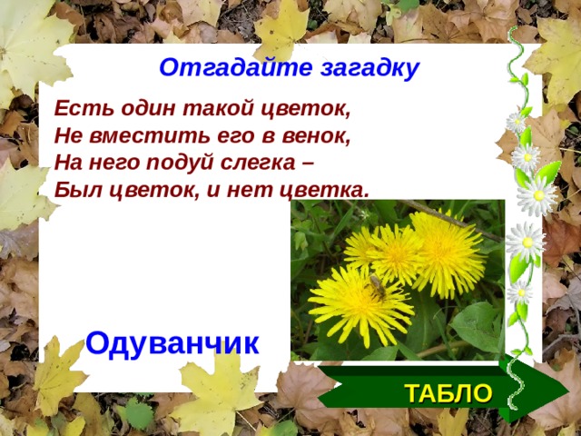Отгадайте загадку Есть один такой цветок, Не вместить его в венок, На него подуй слегка – Был цветок, и нет цветка. Одуванчик ТАБЛО  