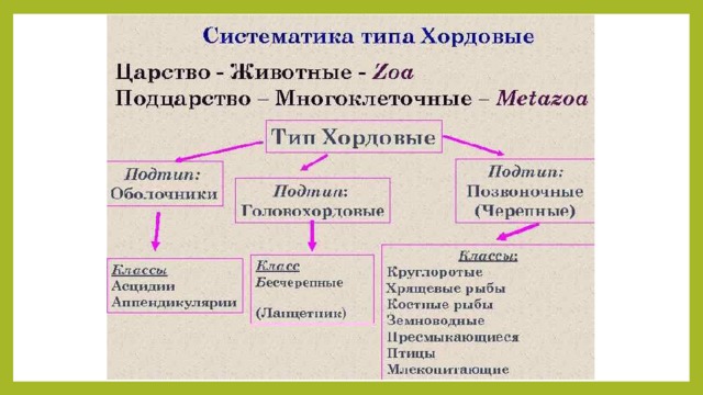 Тип хордовые схема