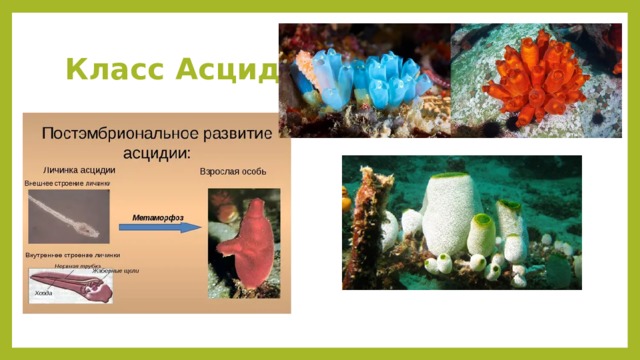 Класс Асцидии 