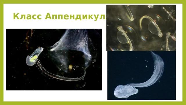 Класс Аппендикулярии 