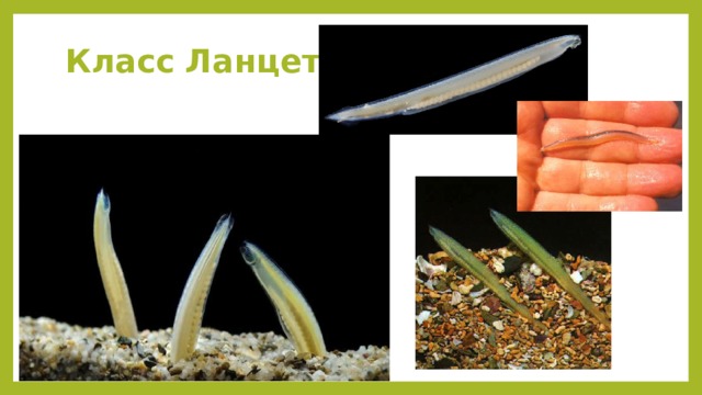  Класс  Ланцетники 