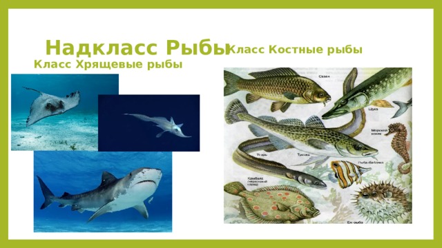 Надкласс Рыбы Класс Костные рыбы Класс Хрящевые рыбы 