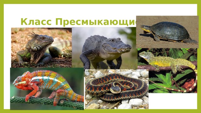 Класс Пресмыкающиеся 
