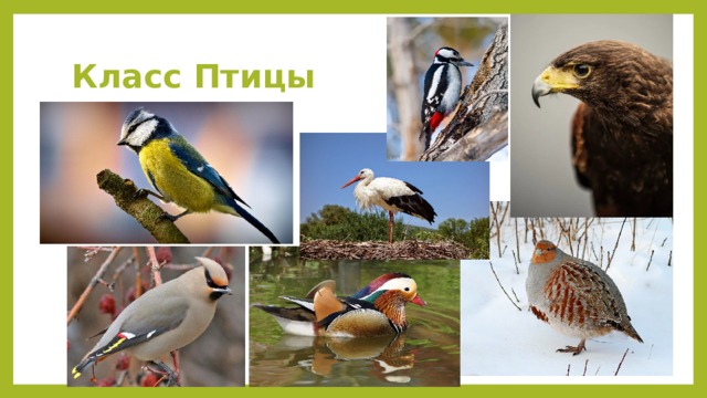 Класс Птицы 