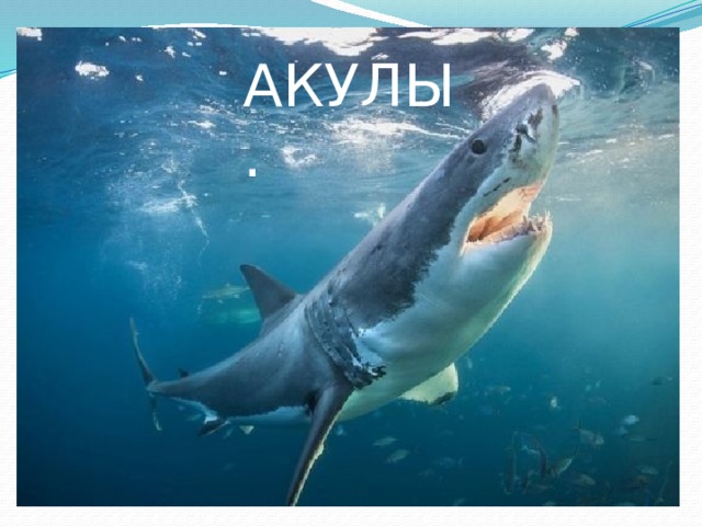 АКУЛЫ. 