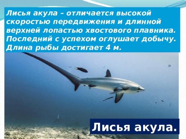 Лисья акула – отличается высокой скоростью передвижения и длинной верхней лопастью хвостового плавника. Последний с успехом оглушает добычу. Длина рыбы достигает 4 м. Лисья акула. 