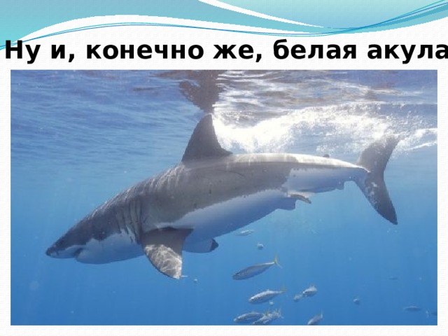Ну и, конечно же, белая акула 