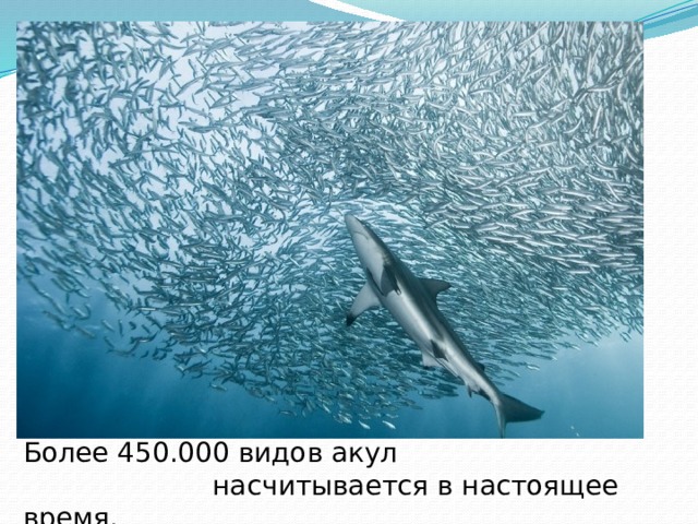 Более 450.000 видов акул  насчитывается в настоящее время. 