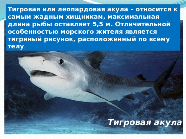 Тигровая или леопардовая акула – относится к самым жадным хищникам, максимальная длина рыбы оставляет 5,5 м. Отличительной особенностью морского жителя является тигриный рисунок, расположенный по всему телу . Тигровая акула 