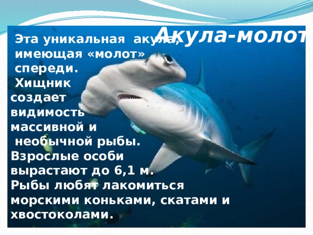 Акула-молот  Эта уникальная акула,  имеющая «молот»  спереди.  Хищник создает видимость массивной и  необычной рыбы. Взрослые особи вырастают до 6,1 м. Рыбы любят лакомиться морскими коньками, скатами и хвостоколами. 