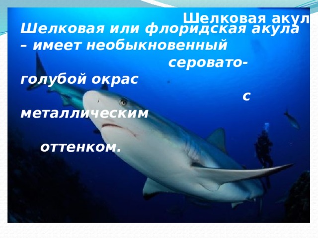 Шелковая акула Шелковая или флоридская акула – имеет необыкновенный  серовато-голубой окрас  с металлическим  оттенком.      Максимальная длина ела хищника составляет 3,5 м. 