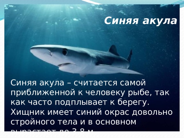 Синяя акула Синяя акула – считается самой приближенной к человеку рыбе, так как часто подплывает к берегу. Хищник имеет синий окрас довольно стройного тела и в основном вырастает до 3,8 м. 