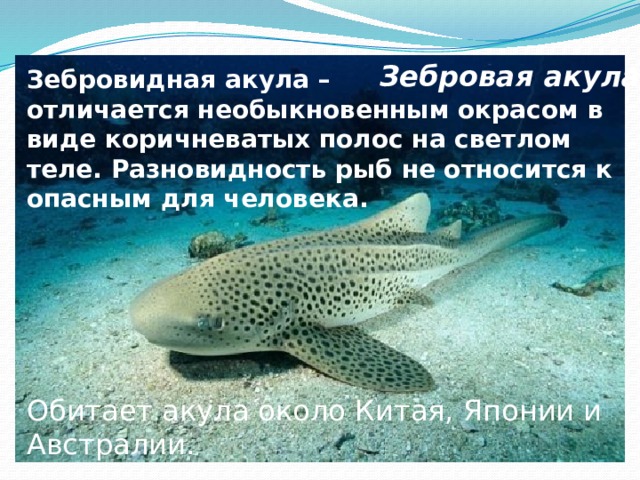 Зебровая акула Зебровидная акула – отличается необыкновенным окрасом в виде коричневатых полос на светлом теле. Разновидность рыб не относится к опасным для человека.       Обитает акула около Китая, Японии и Австралии. 