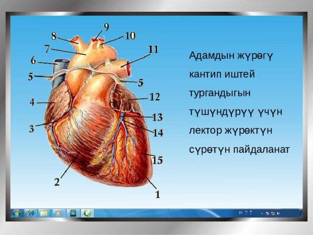 Адамдын жүрөгү кантип иштей тургандыгын түшүндүрүү үчүн лектор жүрөктүн сүрөтүн пайдаланат 