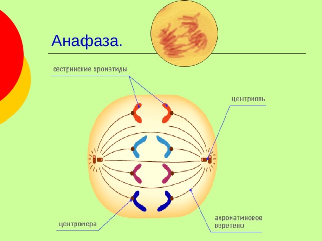 Анафаза митоза рисунок. Анафаза схема. Анафаза это в биологии. Анафаза строение.