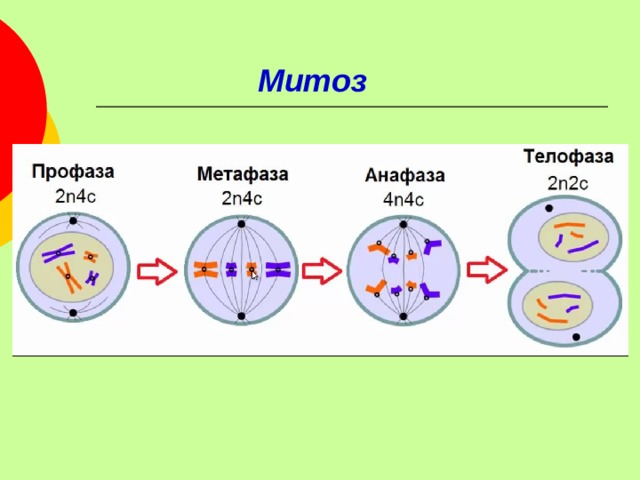 Презентация на тему митоз