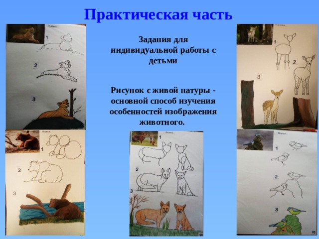 Практическая часть Задания для индивидуальной работы с детьми Рисунок с живой натуры - основной способ изучения особенностей изображения животного.  