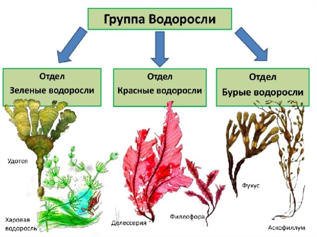 Красные водоросли, сумчатые грибы, зеленые водоросли: что лишнее и почему