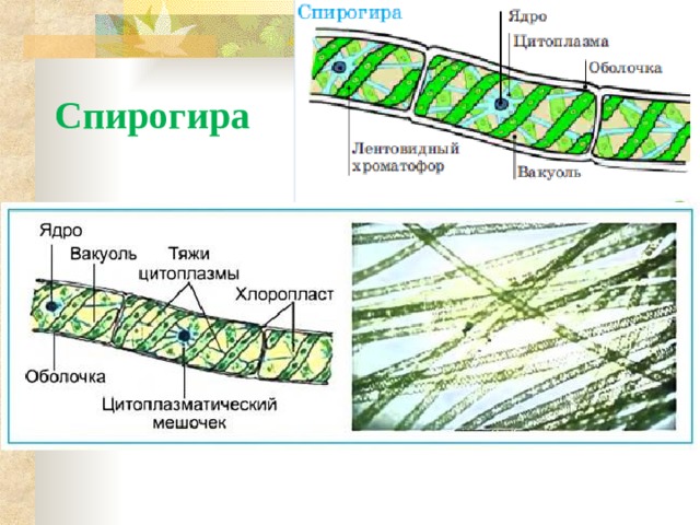 Спирогира какое растение. Спирогира многоклеточная. Строение нитчатой водоросли спирогиры. Многоклеточная водоросль спирогира. Строение клетки таллома спирогиры.