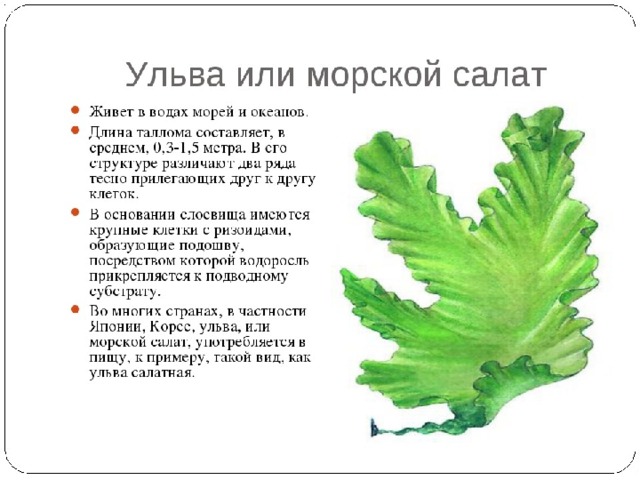 Водоросли 6 класс биология презентация