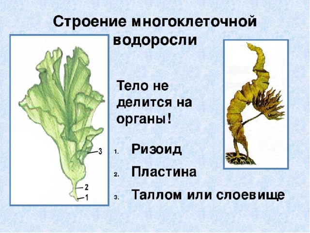 Строение ламинарии рисунок с подписями