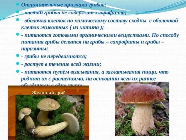 Отличительные признаки грибов: - клетки грибов не содержат хлорофилла; - оболочка клеток по химическому составу сходны  с оболочкой клеток животных ( из хитина ); - питаются готовыми органическими веществами. По способу питания грибы делятся на грибы – сапрофиты и грибы – паразиты; - грибы не передвигаются; - растут в течение всей жизни; - питаются путём всасывания, а заглатывания пищи, что роднит их с растениями, на основании чего их раннее объединяли в одну группу. 
