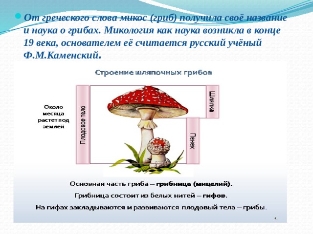 От греческого слова микос (гриб) получила своё название и наука о грибах. Микология как наука возникла в конце 19 века, основателем её считается русский учёный Ф.М.Каменский . 