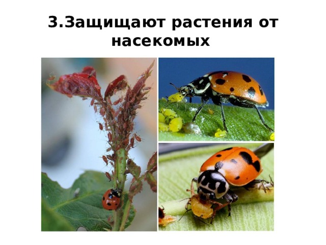 3.Защищают растения от насекомых   