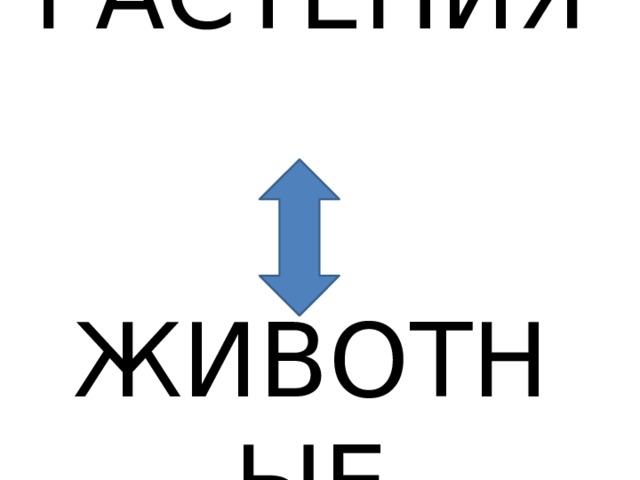 РАСТЕНИЯ  ЖИВОТНЫЕ 