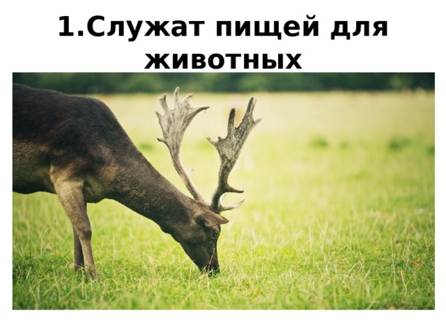 1.Служат пищей для животных 