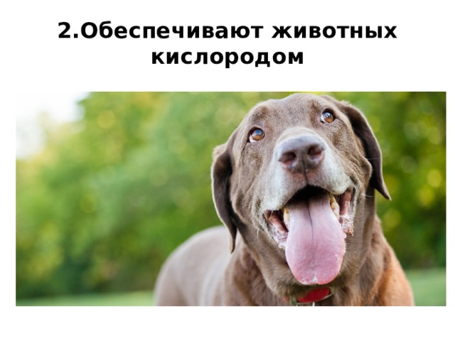 2.Обеспечивают животных кислородом 