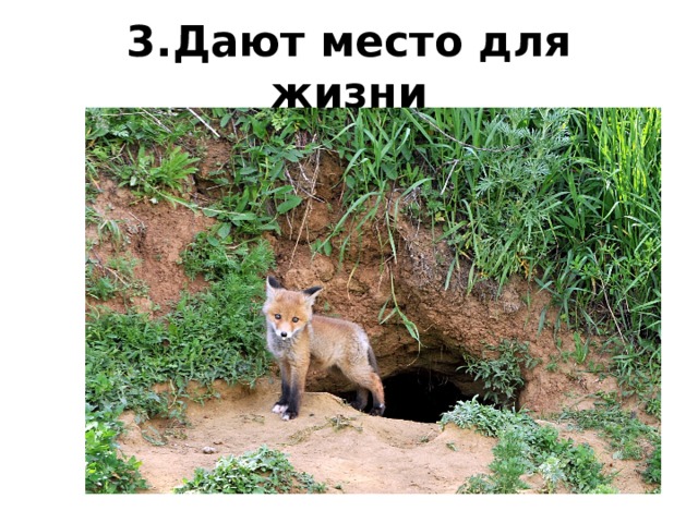 3.Дают место для жизни 