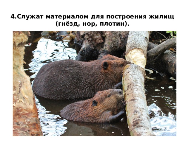 4.Служат материалом для построения жилищ (гнёзд, нор, плотин).   