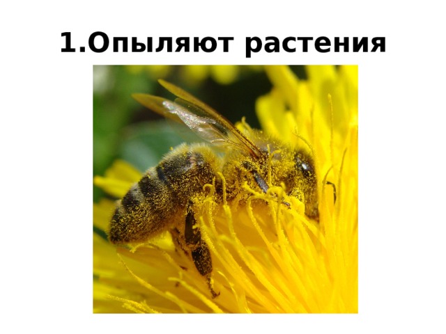 1.Опыляют растения 