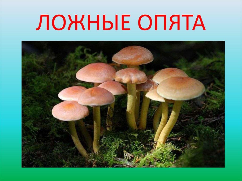 Какие бывают ложные опята фото и описание