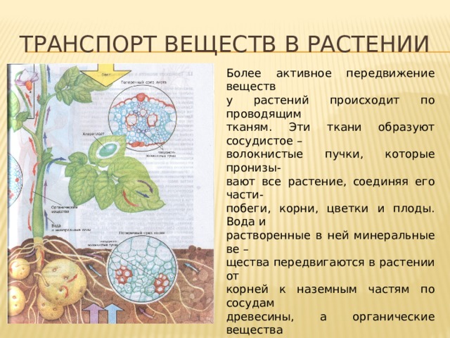 Используя рисунок 89 составьте рассказ о передвижении веществ у растений