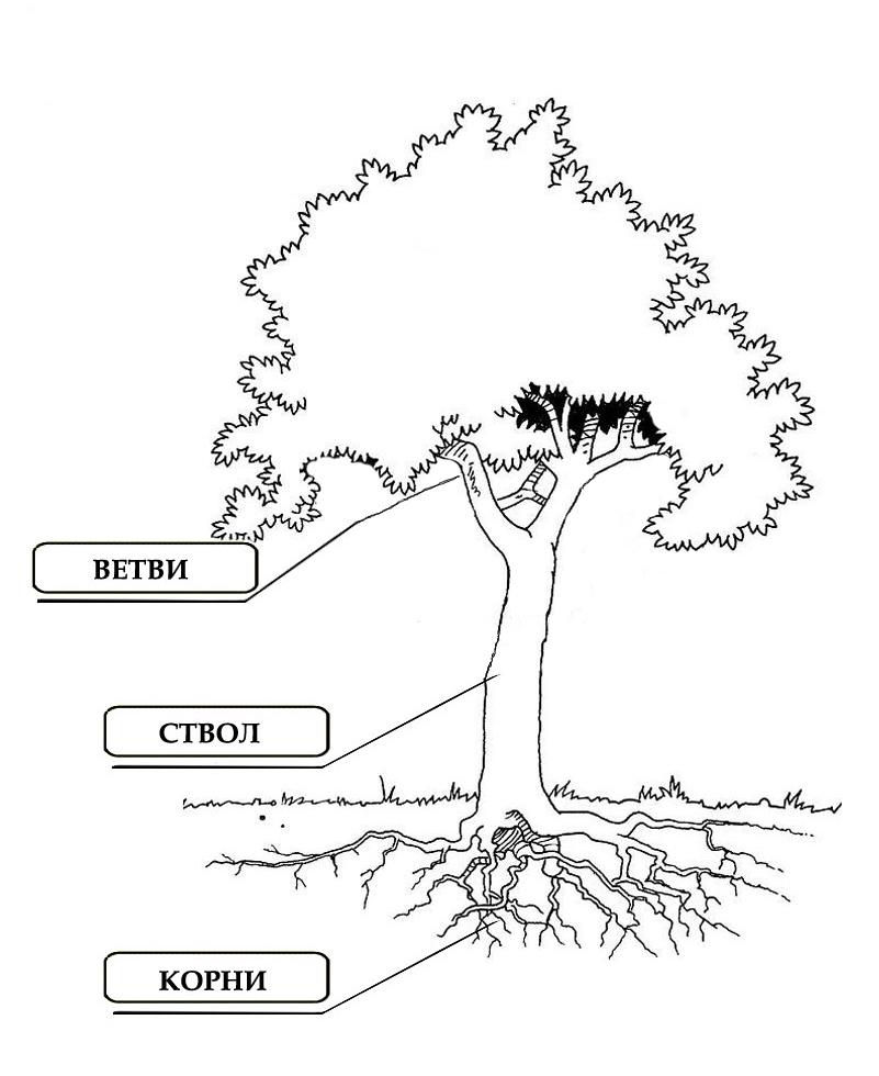 Строение дерева рисунок для детей