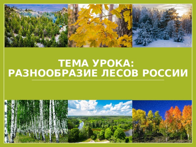 Тема урока:  Разнообразие лесов России 