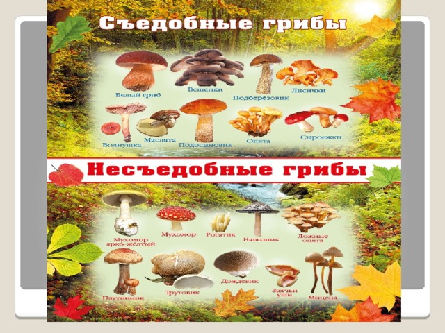 Плакат для грибников об опасности отравления ядовитыми грибами рисунки 6 класс биология